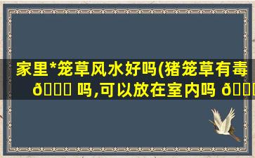 家里*
笼草风水好吗(猪笼草有毒 🐕 吗,可以放在室内吗 🐕 )